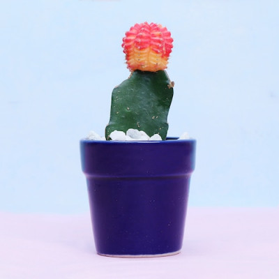 Potted Moon Cactus Plant
